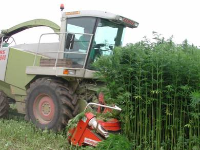 weed-harvest